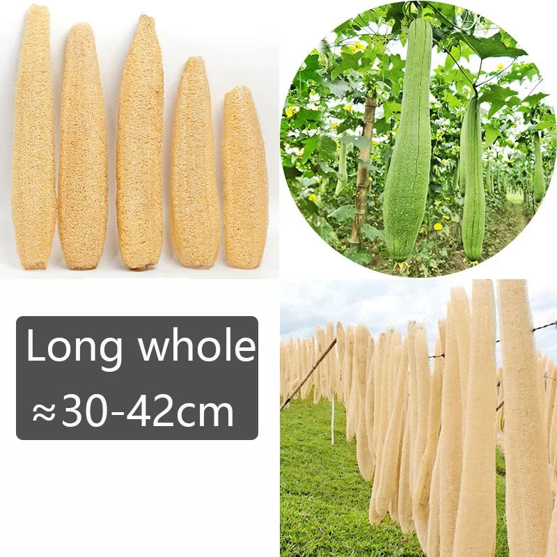 Luffa Body Sponge for SPA Beauty Skin Care about 30-40cm