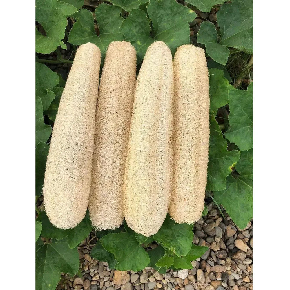 Luffa Body Sponge for SPA Beauty Skin Care about 30-40cm